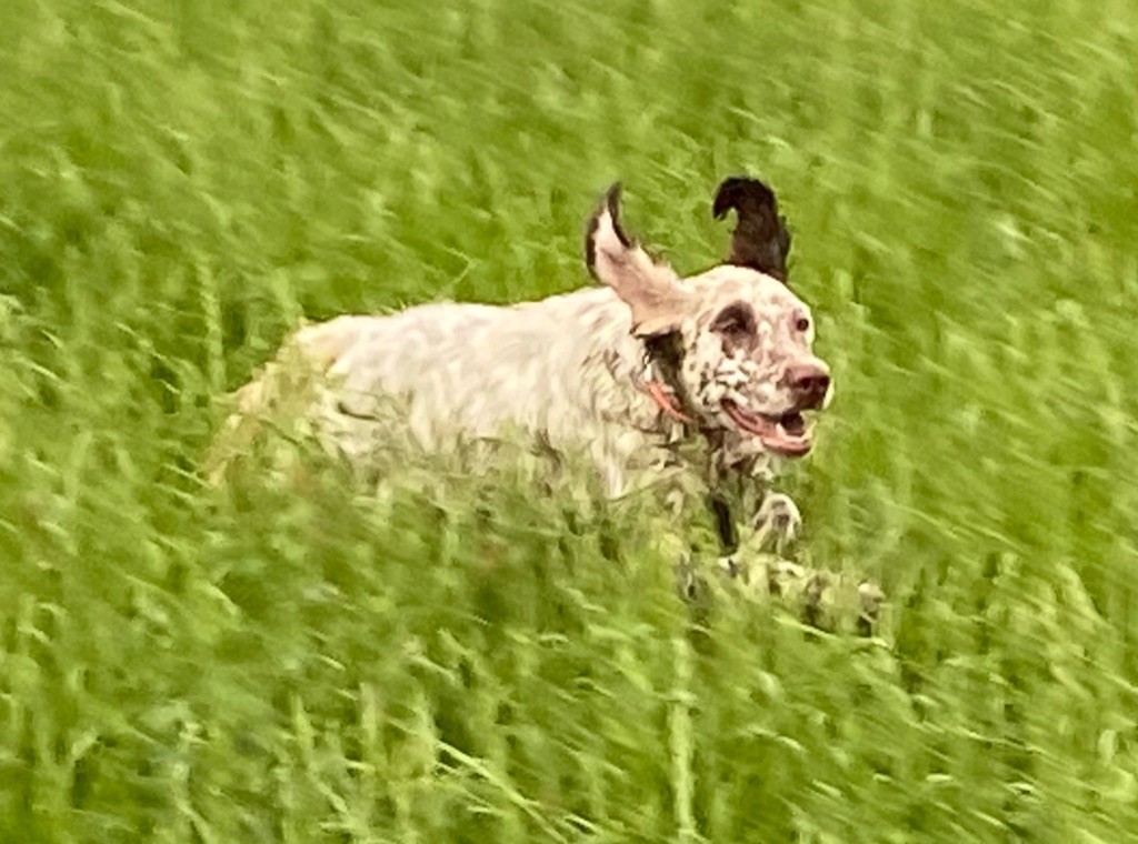 Roxy du Parc des Chaumes