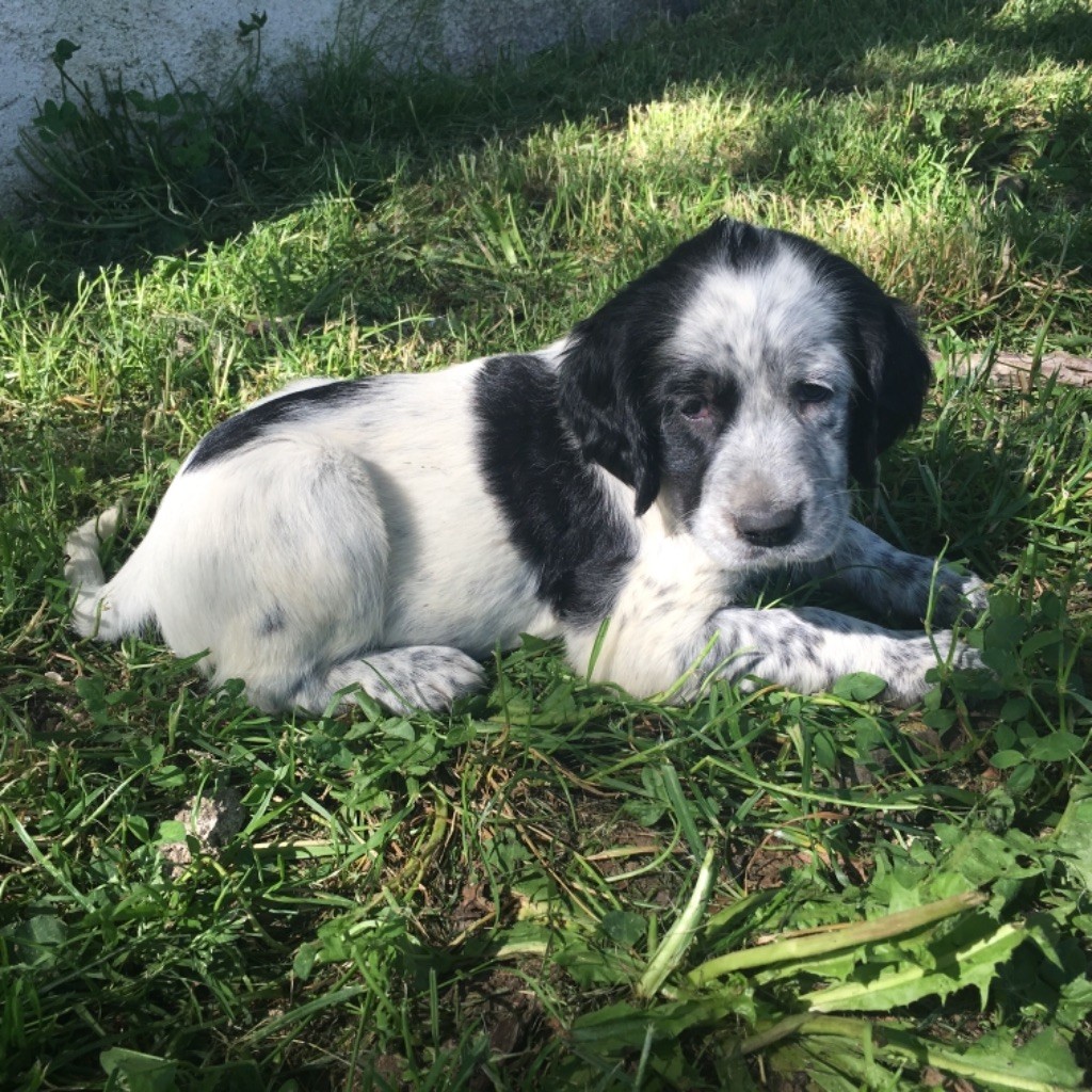 Des Rochers De Faulat - Male disponible 