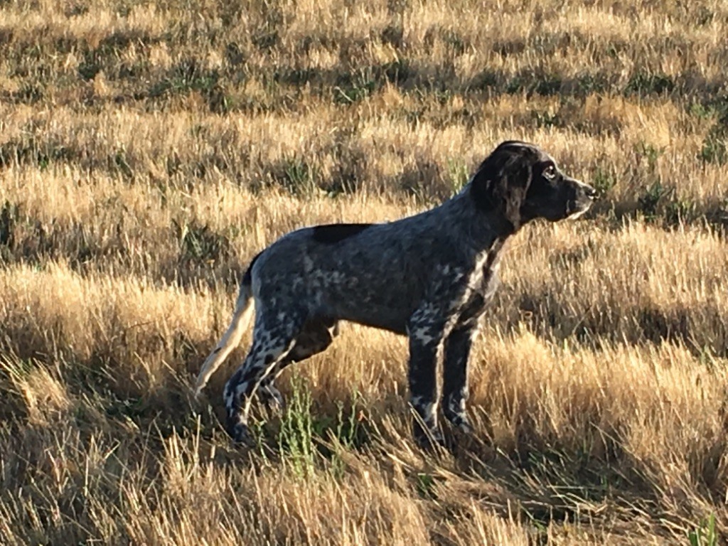 Des Rochers De Faulat - Les chiots grandissent 