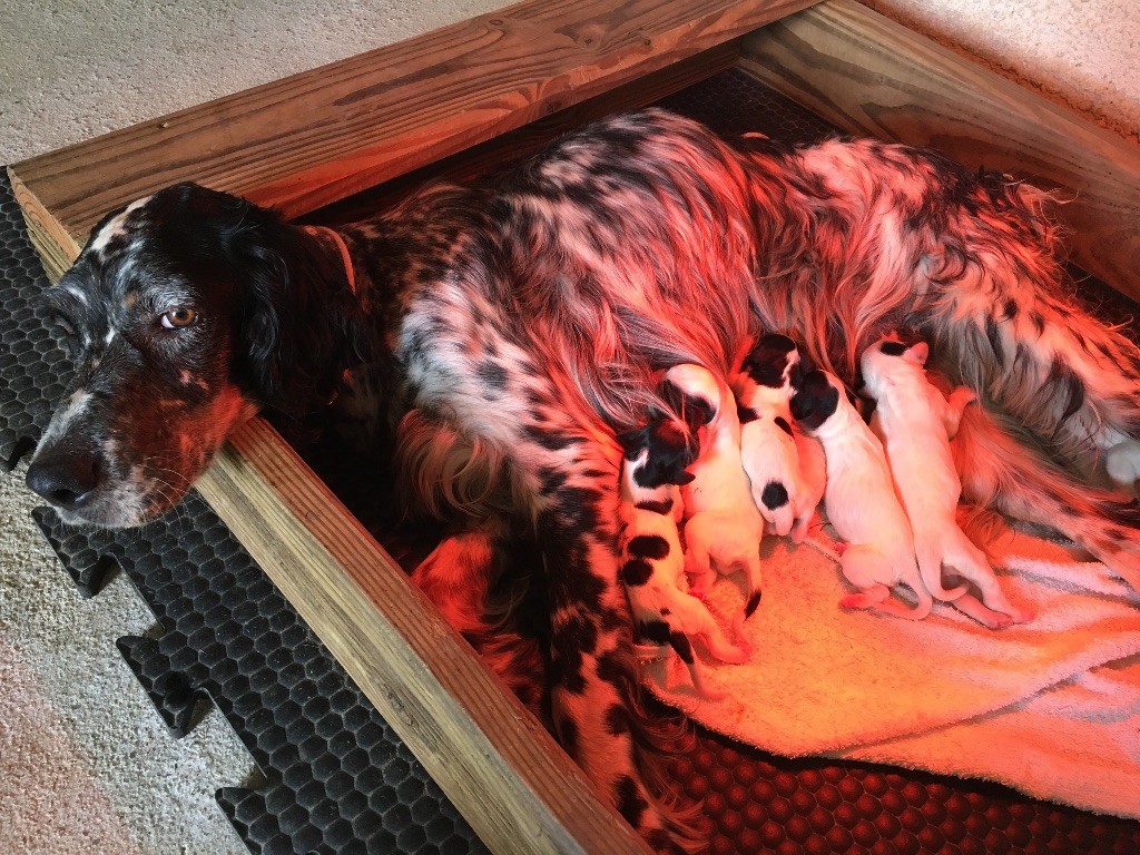 Des Rochers De Faulat - Naissance des Chiots D Helfy