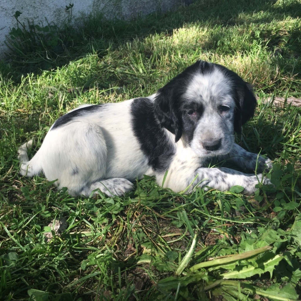 Des Rochers De Faulat - Male disponible