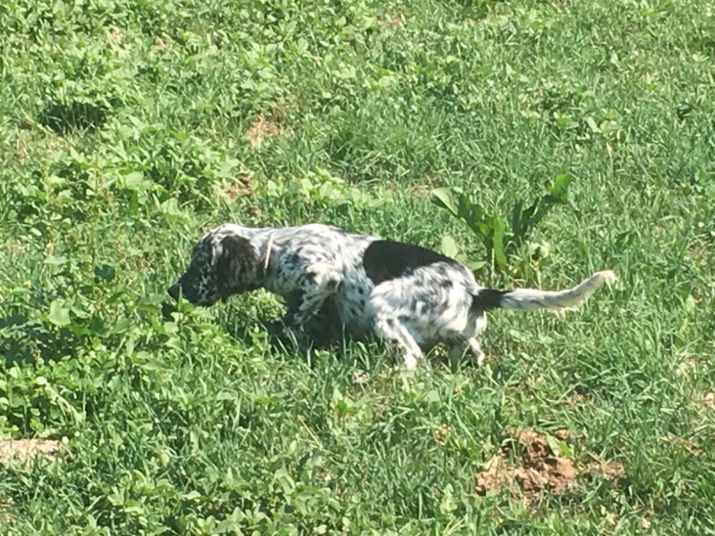 Des Rochers De Faulat - Chiots mâles disponibles